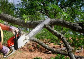 Best Commercial Tree Services  in Woodmore, MD